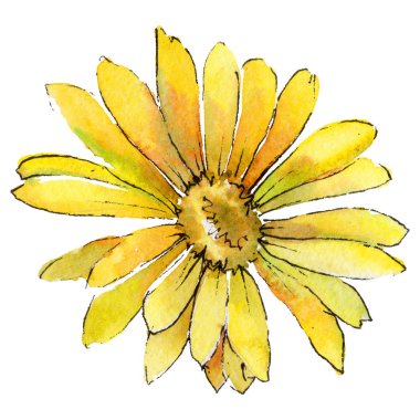 Kır çiçeği gerbera çiçek izole bir suluboya tarzında.