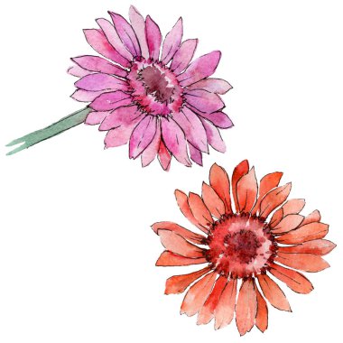 Kır çiçeği gerbera çiçek izole bir suluboya tarzında.