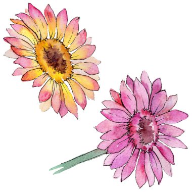 Kır çiçeği gerbera çiçek izole bir suluboya tarzında.