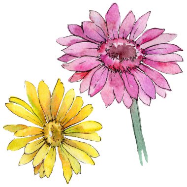 Kır çiçeği gerbera çiçek izole bir suluboya tarzında.