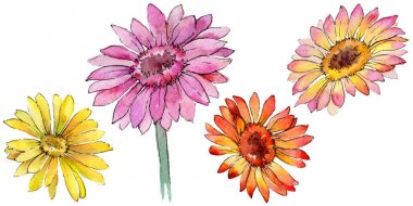 Kır çiçeği gerbera çiçek izole bir suluboya tarzında.