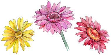 Kır çiçeği gerbera çiçek izole bir suluboya tarzında.