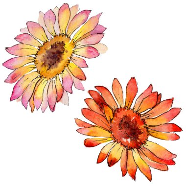 Kır çiçeği gerbera çiçek izole bir suluboya tarzında.