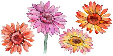 Kır çiçeği gerbera çiçek izole bir suluboya tarzında.