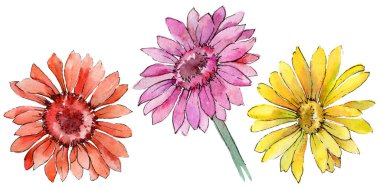Kır çiçeği gerbera çiçek izole bir suluboya tarzında.