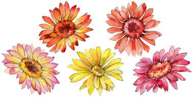 Kır çiçeği gerbera çiçek izole bir suluboya tarzında.