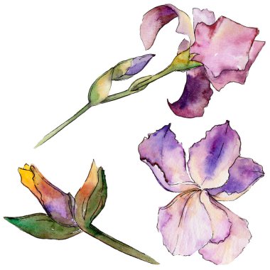 Kır çiçeği Iris çiçek izole bir suluboya tarzında.