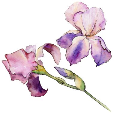 Kır çiçeği Iris çiçek izole bir suluboya tarzında.