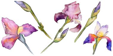 Kır çiçeği Iris çiçek izole bir suluboya tarzında.