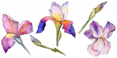 Kır çiçeği Iris çiçek izole bir suluboya tarzında.