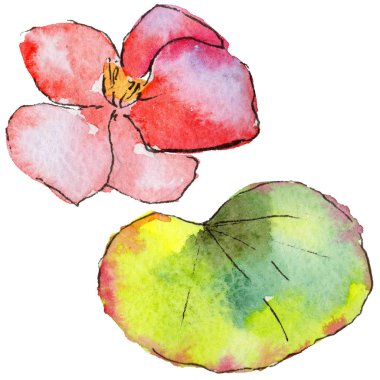 Kır çiçeği begonia çiçek izole bir suluboya tarzında.