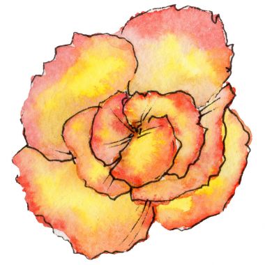 Kır çiçeği begonia çiçek izole bir suluboya tarzında.