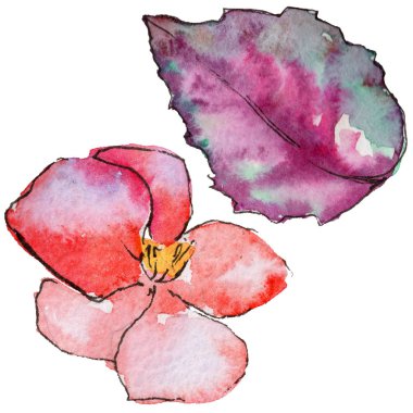 Kır çiçeği begonia çiçek izole bir suluboya tarzında.