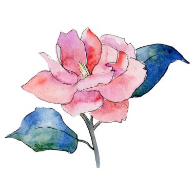 Kır çiçeği kamelya çiçeği izole bir suluboya tarzında.