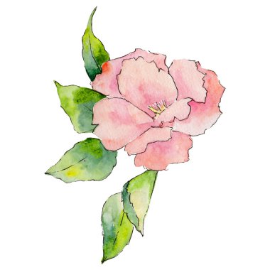 Kır çiçeği kamelya çiçeği izole bir suluboya tarzında.