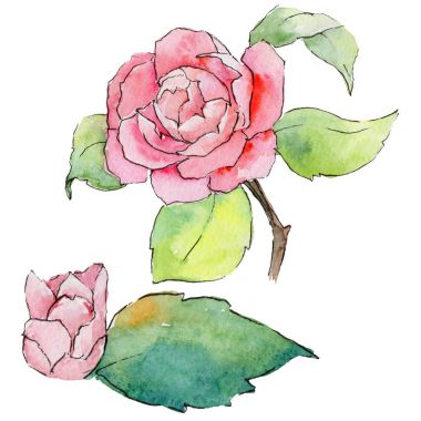Kır çiçeği kamelya çiçeği izole bir suluboya tarzında.