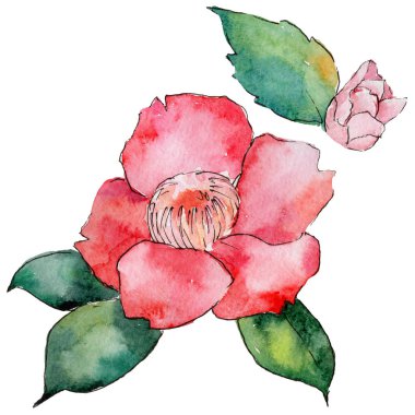 Kır çiçeği kamelya çiçeği izole bir suluboya tarzında.