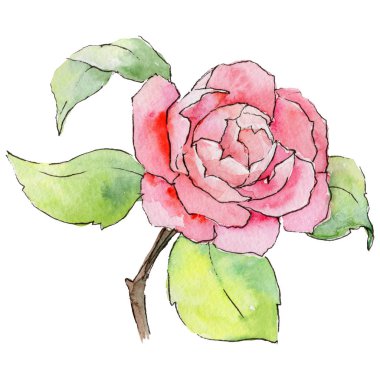 Kır çiçeği kamelya çiçeği izole bir suluboya tarzında.