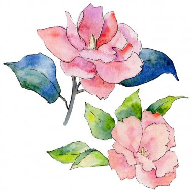 Kır çiçeği kamelya çiçeği izole bir suluboya tarzında.