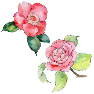 Kır çiçeği kamelya çiçeği izole bir suluboya tarzında.