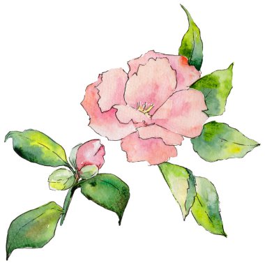 Kır çiçeği kamelya çiçeği izole bir suluboya tarzında.