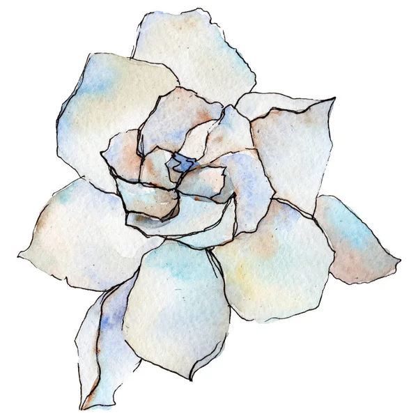 Gerbera fiore selvatico in stile acquerello isolato . — Foto Stock