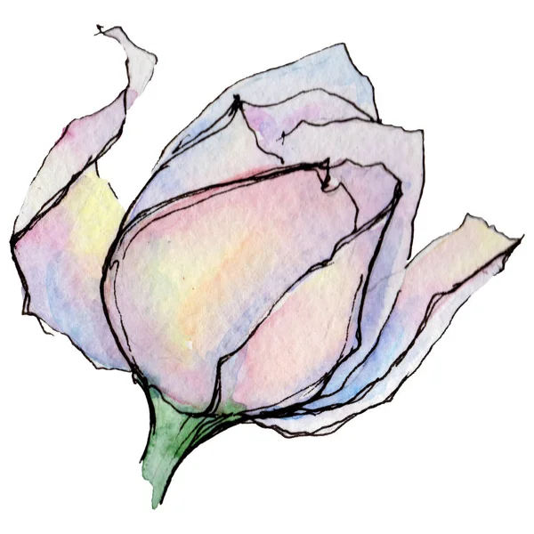 Цветок герберы в акварельном стиле изолирован . — стоковое фото