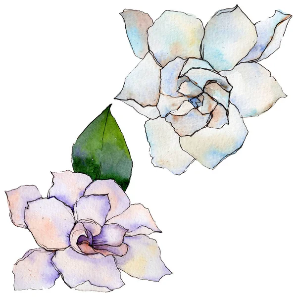 Gerbera fiore selvatico in stile acquerello isolato . — Foto Stock