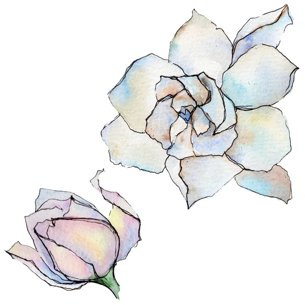 Цветок герберы в акварельном стиле изолирован . — стоковое фото