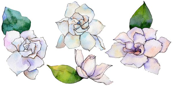 Цветок герберы в акварельном стиле изолирован
.