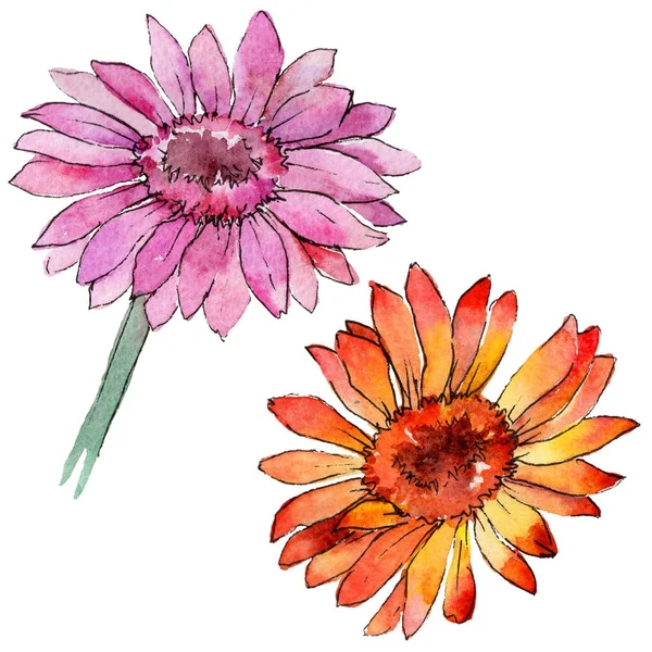 Kır çiçeği gerbera çiçek izole bir suluboya tarzında.