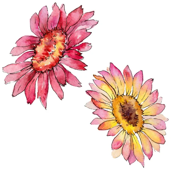 Gerbera fiore selvatico in stile acquerello isolato . — Foto Stock