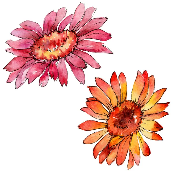 Wildflower květ gerbery ve stylu akvarelu, samostatný. — Stock fotografie