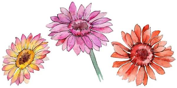 Kır çiçeği gerbera çiçek izole bir suluboya tarzında.