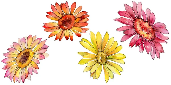 Wildflower květ gerbery ve stylu akvarelu, samostatný. — Stock fotografie