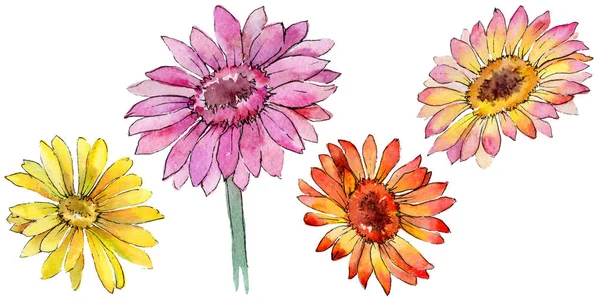 Wildflower gerbera blomma i akvarell stil isolerade. — Stockfoto