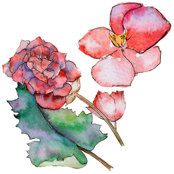 Fiore di begonia fiore in stile acquerello isolato . — Foto Stock