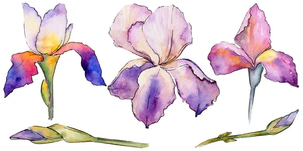 Kır çiçeği Iris çiçek izole bir suluboya tarzında.