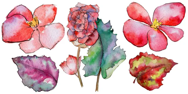 Wildflower begonia bloem in een aquarel stijl geïsoleerd. — Stockfoto