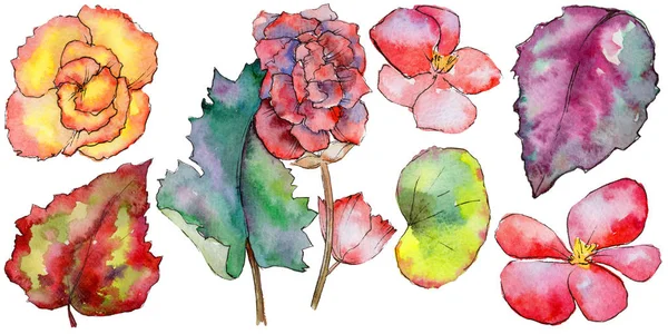 Wildflower begonia bloem in een aquarel stijl geïsoleerd. — Stockfoto