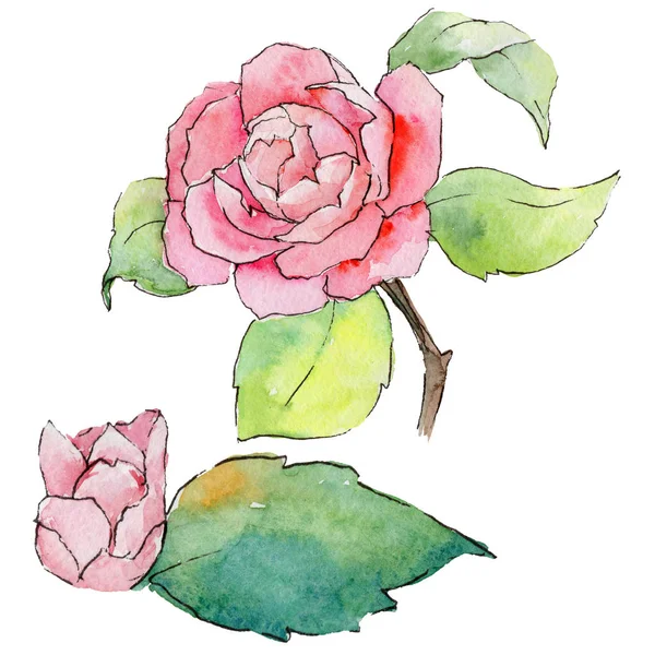 Kır çiçeği kamelya çiçeği izole bir suluboya tarzında.