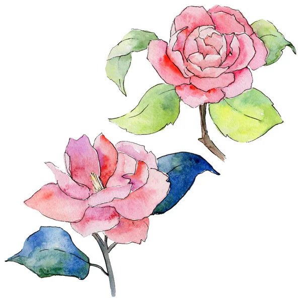 Wildflower camellia flower in a watercolor style isolated. — Stock Photo, Image