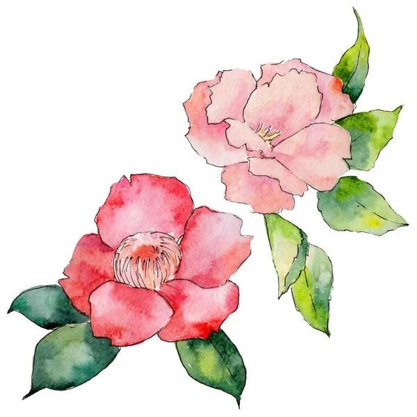 Kır çiçeği kamelya çiçeği izole bir suluboya tarzında.