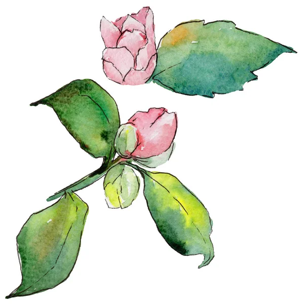 Vadvirág camellia virág elszigetelt akvarell stílusú. — Stock Fotó