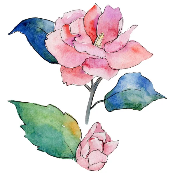 Wildflower camellia kwiat w stylu przypominającym akwarele na białym tle. — Zdjęcie stockowe