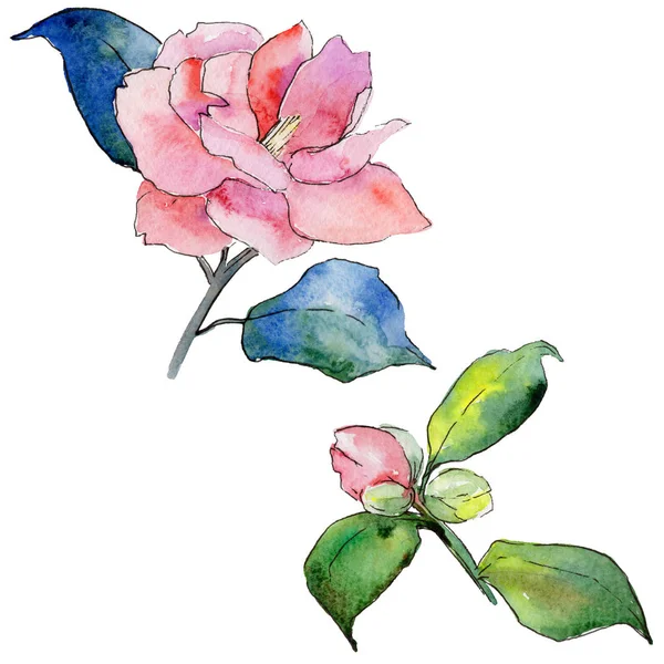 Kır çiçeği kamelya çiçeği izole bir suluboya tarzında.