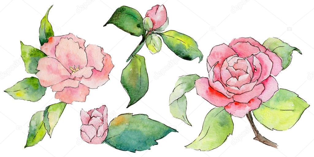 Wildflower camellia flower in a watercolor style isolated.