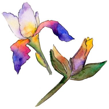 Kır çiçeği Iris çiçek izole bir suluboya tarzında.