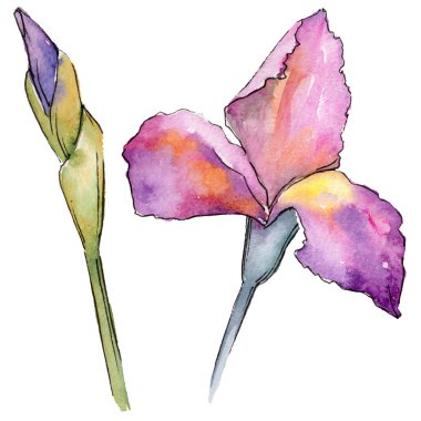 Kır çiçeği Iris çiçek izole bir suluboya tarzında.