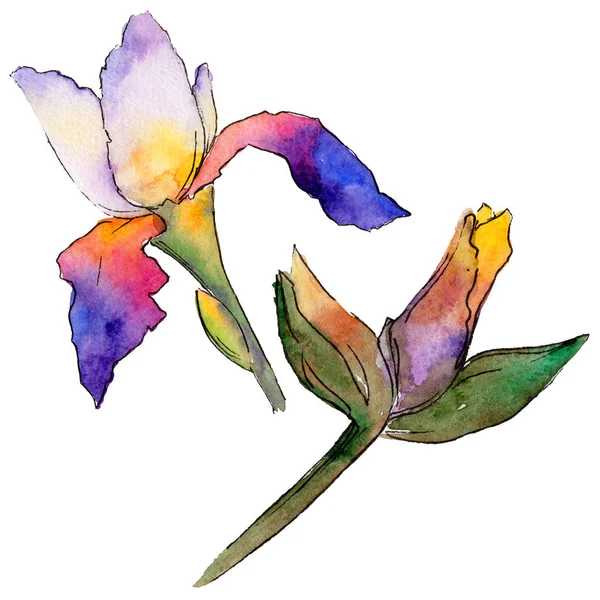 Kır çiçeği Iris çiçek izole bir suluboya tarzında.